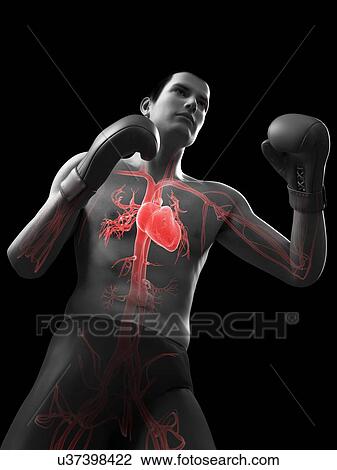 Boxer, artwork View Large Illustration Drawing - Boxer, artwork. Fotosearch