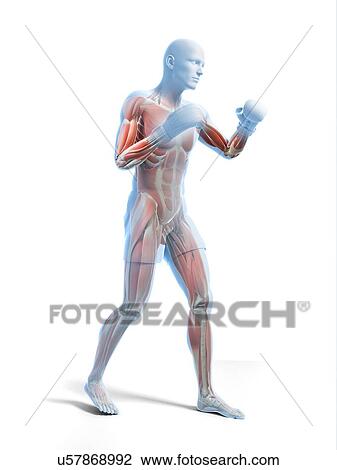 Boxer, artwork View Large Illustration Drawing - Boxer, artwork. Fotosearch