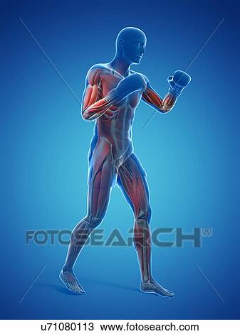 Boxer, artwork View Large Illustration Drawing - Boxer, artwork. Fotosearch