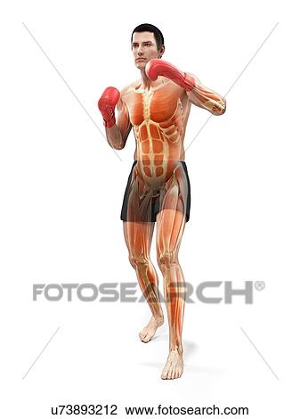 Drawing - Boxer, artwork. Fotosearch