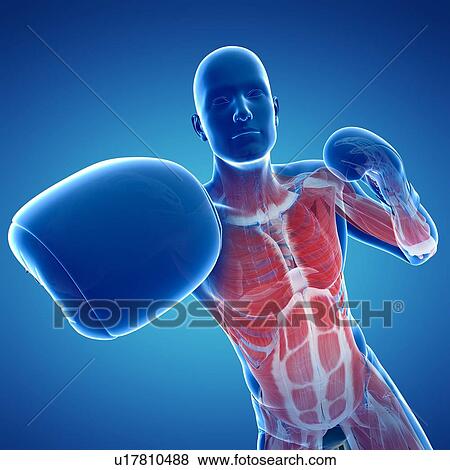Boxer, artwork View Large Illustration Stock Illustration - Boxer, artwork. Fotosearch
