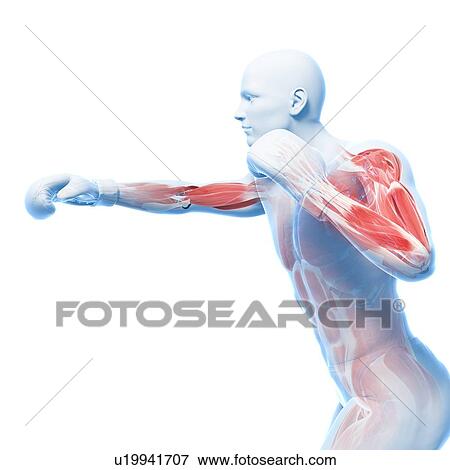 Boxer, artwork View Large Illustration Stock Illustration - Boxer, artwork. Fotosearch