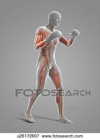 Stock Illustration - Boxer, artwork. Fotosearch
