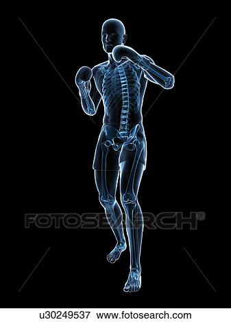 Boxer, artwork View Large Illustration Stock Illustration - Boxer, artwork. Fotosearch