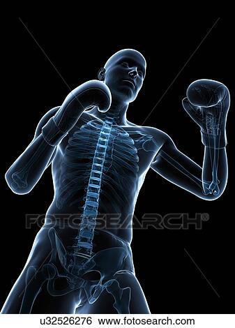 Stock Illustration - Boxer, artwork. Fotosearch