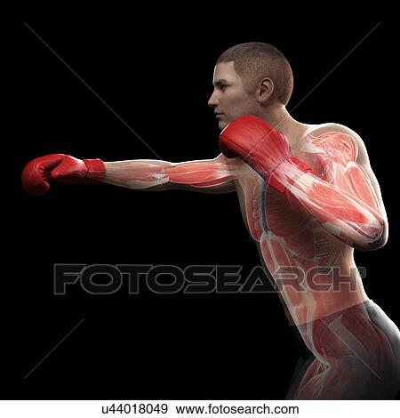Stock Illustration - Boxer, artwork. Fotosearch