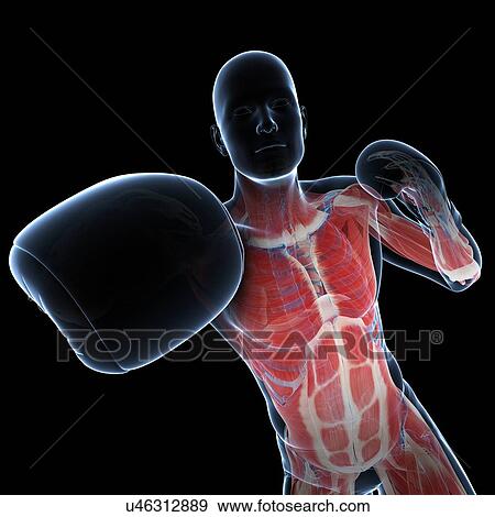 Stock Illustration - Boxer, artwork. Fotosearch