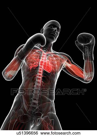 Boxer, artwork View Large Illustration Stock Illustration - Boxer, artwork. Fotosearch