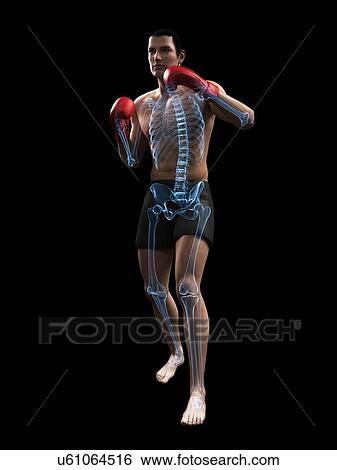 Stock Illustration - Boxer, artwork. Fotosearch