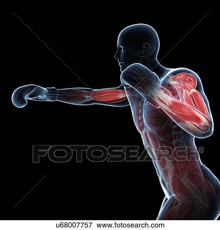 Boxer, artwork View Large Illustration Stock Illustration - Boxer, artwork. Fotosearch
