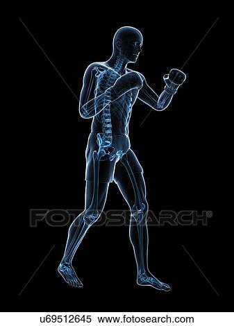 Stock Illustration - Boxer, artwork. Fotosearch