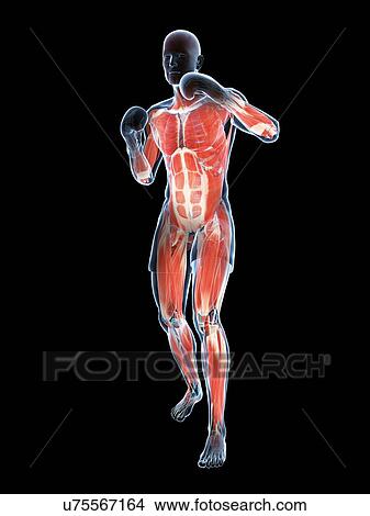Boxer, artwork View Large Illustration Stock Illustration - Boxer, artwork. Fotosearch