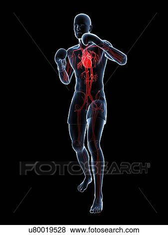 Stock Illustration - Boxer, artwork. Fotosearch