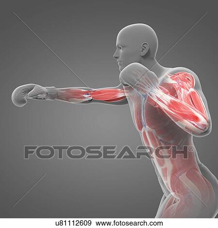 Boxer, artwork View Large Illustration Stock Illustration - Boxer, artwork. Fotosearch