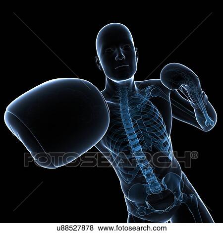 Boxer, artwork View Large Illustration Stock Illustration - Boxer, artwork. Fotosearch