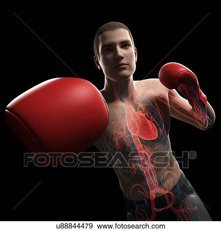 Boxer, artwork View Large Illustration Stock Illustration - Boxer, artwork. Fotosearch