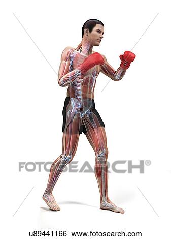 Stock Illustration - Boxer, artwork. Fotosearch