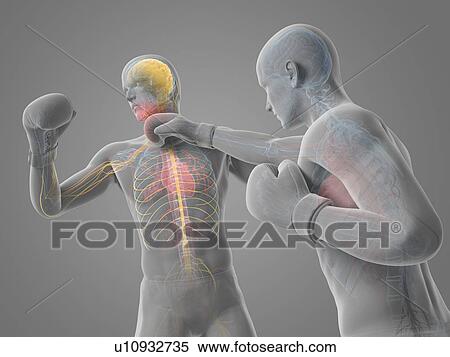 Boxing match, artwork View Large Illustration Stock Illustration - Boxing match, artwork. Fotosearch