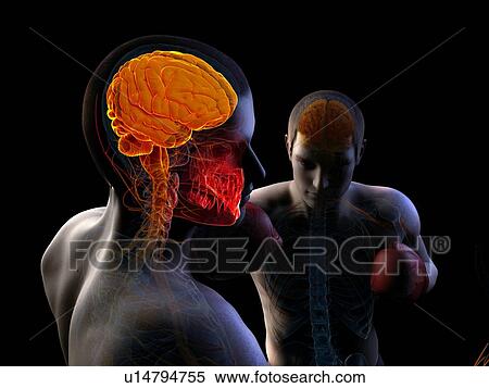 Boxing match, artwork View Large Illustration Stock Illustration - Boxing match, artwork. Fotosearch