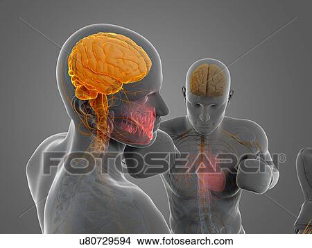 Boxing match, artwork View Large Illustration Stock Illustration - Boxing match, artwork. Fotosearch
