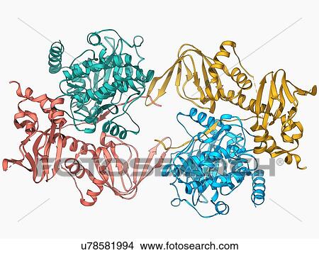 cAMP-dependent protein kinase molecule View Large Illustration Stock Illustration - cAMP-dependent protein kinase molecule. Fotosearch