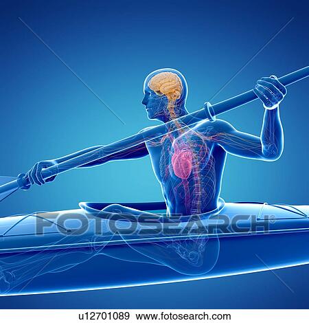 Canoeist, artwork View Large Illustration Stock Illustration - Canoeist, artwork. Fotosearch