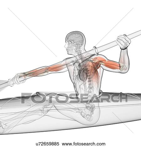 Stock Illustration - Canoeist, artwork. Fotosearch