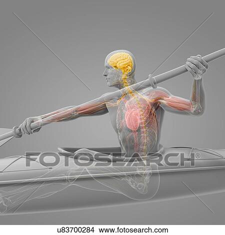 Stock Illustration - Canoeist, artwork. Fotosearch