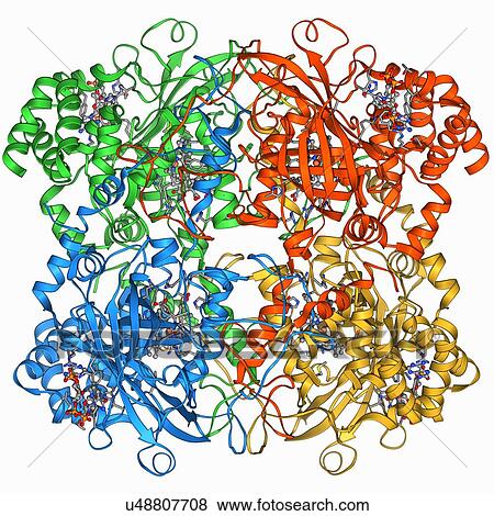 Catalase, molecular model View Large Illustration Stock Illustration - Catalase, molecular model. Fotosearch