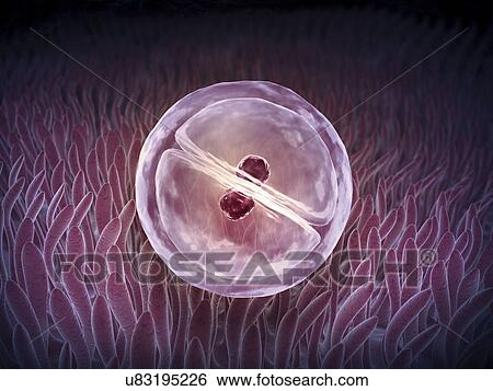 Stock Illustration - Cell division, artwork. Fotosearch
