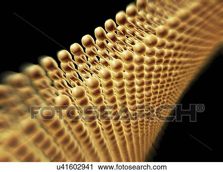 Cell membrane lipid bilayer, artwork View Large Illustration Clip Art - Cell membrane lipid bilayer, artwork. Fotosearch