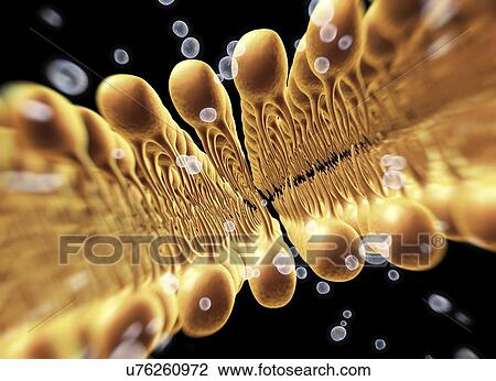 Drawing - Cell membrane lipid bilayer, artwork. Fotosearch