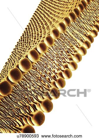 Cell membrane lipid bilayer, artwork View Large Illustration Drawing - Cell membrane lipid bilayer, artwork. Fotosearch