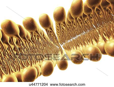 Cell membrane lipid bilayer, artwork View Large Illustration Stock Illustration - Cell membrane lipid bilayer, artwork. Fotosearch