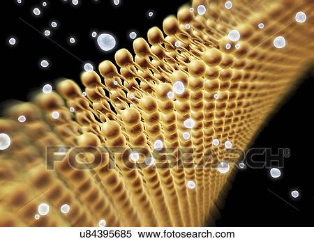 Stock Illustration - Cell membrane lipid bilayer, artwork. Fotosearch