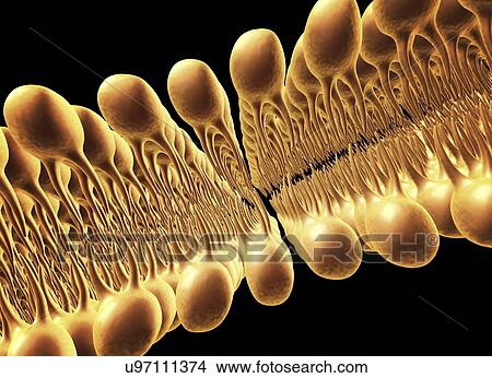 Cell membrane lipid bilayer, artwork View Large Illustration Stock Illustration - Cell membrane lipid bilayer, artwork. Fotosearch