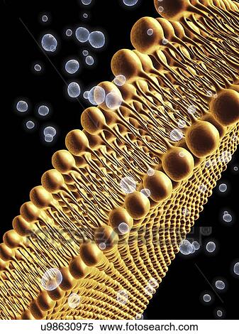 Cell membrane lipid bilayer, artwork View Large Illustration Stock Illustration - Cell membrane lipid bilayer, artwork. Fotosearch