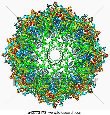 Chaperonin protein View Large Illustration Drawing - Chaperonin protein. Fotosearch