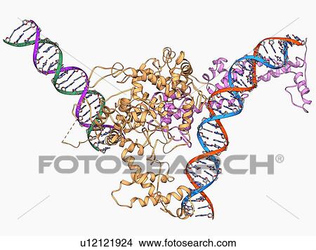 Stock Illustration - Chromatin remodelling factor and DNA. Fotosearch
