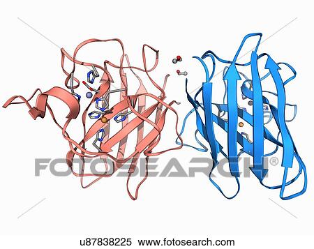 Copper, zinc superoxide dismutase enzyme View Large Illustration Stock Illustration - Copper, zinc superoxide dismutase enzyme. Fotosearch