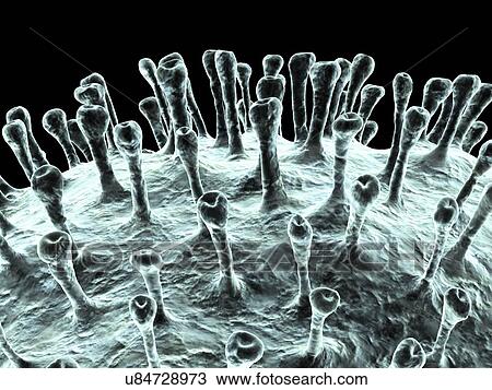 Drawing - Coronavirus, artwork. Fotosearch
