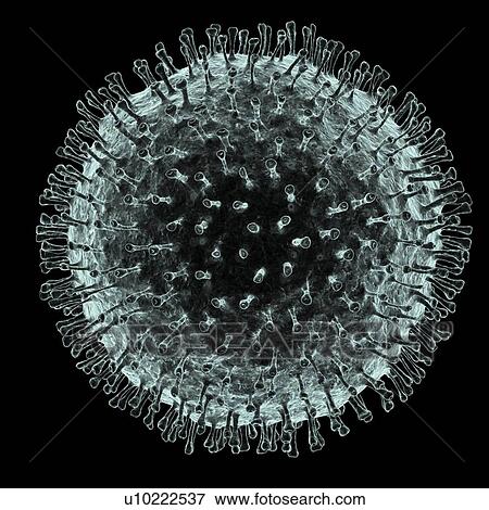 Coronavirus, artwork View Large Illustration Stock Illustration - Coronavirus, artwork. Fotosearch