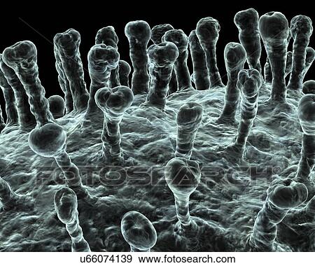 Stock Illustration - Coronavirus, artwork. Fotosearch