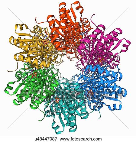 Stock Illustration - Cyanobacterial circadian clock protein. Fotosearch