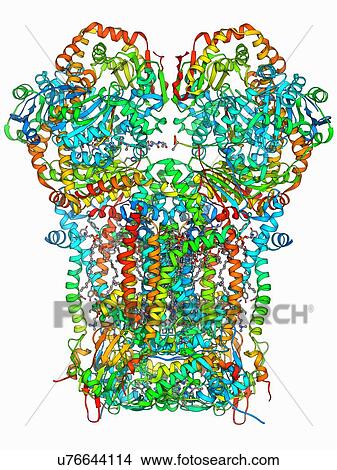 Stock Illustration - Cytochrome BC1 molecule. Fotosearch
