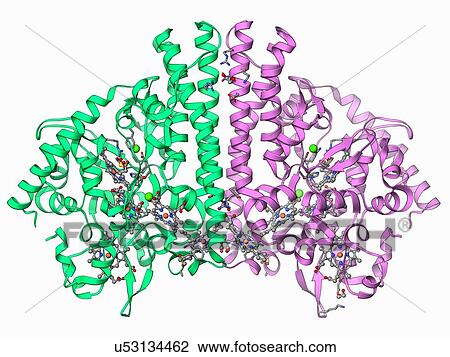 Cytochrome C, molecular model View Large Illustration Drawing - Cytochrome C, molecular model. Fotosearch