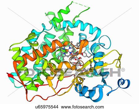 Cytochrome P450 and erythromycin View Large Illustration Stock Illustration - Cytochrome P450 and erythromycin. Fotosearch