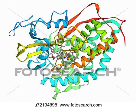 Cytochrome P450 complex View Large Illustration Stock Illustration - Cytochrome P450 complex. Fotosearch