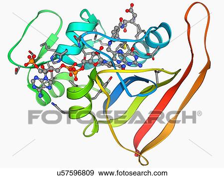 Dihydrofolate reductase molecule View Large Illustration Stock Illustration - Dihydrofolate reductase molecule. Fotosearch