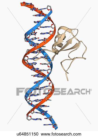 DNA and MECP2 complex, molecular model View Large Illustration Clipart - DNA and MECP2 complex, molecular model. Fotosearch